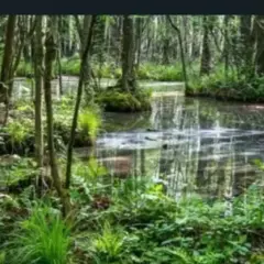 Magia lasu wiersz - analiza, która odsłania ukryte piękno natury