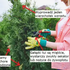 Kiedy najlepiej przycinać tuje, aby uniknąć błędów i cieszyć się pięknym żywopłotem