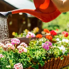 La hora perfecta para regar las plantas y evitar que se sequen
