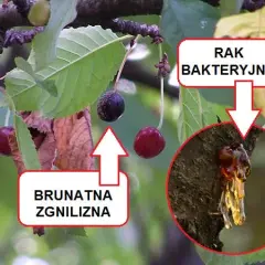 Kiedy opryskiwać czereśnie? Kluczowe terminy i skuteczne preparaty