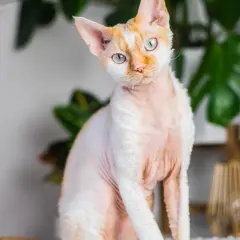 Hodowla Devon Rex w Szczecinie – znajdź idealnego kociaka dla siebie