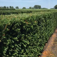 Najlepsze krzewy na żywopłot, które łatwo pielęgnować i sadzić