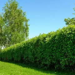 Los mejores arbustos de crecimiento rápido para transformar tu jardín