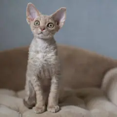 Gdzie znaleźć koty Devon Rex w Zachodniopomorskiem – najlepsze hodowle