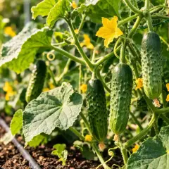 Cetrioli maturi pendono da una pianta rigogliosa, con fiori gialli e foglie verdi. Una guida visiva su come coltivare i cetrioli.
