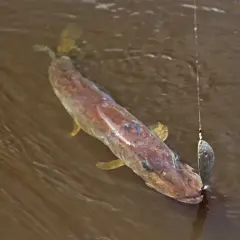 Szczupak złowiony na błystkę obrotową w brązowej wodzie.