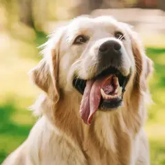 Czy golden retriever lubi dzieci? Odkryj, jak zapewnić bezpieczeństwo