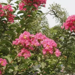 Krzew lagerstroemia w pełnym rozkwicie, z bujnymi, różowymi kwiatami i zielonymi liśćmi.