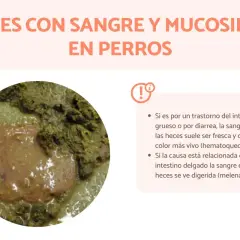 Heces de perro con sangre y moco, posible síntoma de parvovirus.