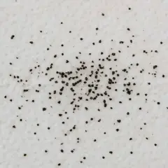 Un montón de pequeños puntos oscuros esparcidos sobre una superficie blanca. Son tan pequeños que las pulgas se ven a simple vista.