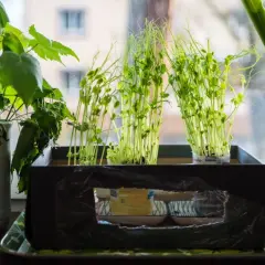Små plantor av sockerärtor växer i krukor på en fönsterbräda.