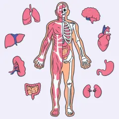 Ilustracja przedstawia ludzką anatomię z organami: płucami, wątrobą, nerkami, jelitami, mózgiem, sercem i żołądkiem.