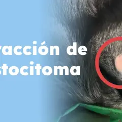 Extracción de mastocitoma en perros. Foto de un tumor en la piel de un canino, resaltado en rojo.