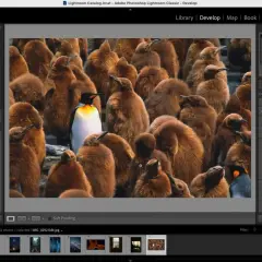 Darmowe presety Photoshop do edycji zdjęć pingwinów. Program Lightroom Classic pozwala na szybkie tworzenie unikalnych efektów.