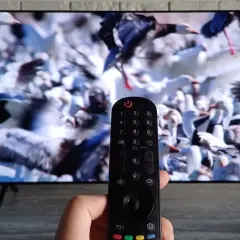 Pilot telewizyjny w dłoni, na ekranie telewizora stado ptaków. Wybieranie kanałów telewizyjnych.