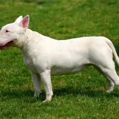 Biały bull terrier, choć często postrzegany jako groźne rasy psów, prezentuje się dumnie na zielonej trawie.