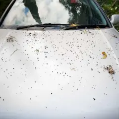 Cappuccio auto argentato coperto da puntini scuri e residui vegetali, forse resina di pini caduta durante la notte.