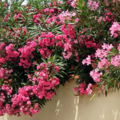 Un magnifique arbuste méditerranéen débordant de fleurs roses vives, avec des palmiers en arrière-plan.