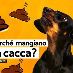 Un cane nero guarda in alto, circondato da disegni di cacca. Il testo chiede: "Perché mangiano la cacca?". Non c'è motivo di preoccuparsi se il cane non fa la cacca.