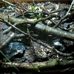 Jak zrobić terrarium dla ślimaka? Kompletny przewodnik DIY