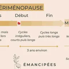 Schéma de la périménopause : prémices (cycles courts, 1ers symptômes, manque d'oestrogène), début (cycles irréguliers), fin (cycles longs) et ménopause.