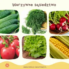 Ogórki, koperek, rzodkiewka, pomidory, sałata i kukurydza. Dowiedz się, jakie warzywa sadzić obok siebie dla najlepszych plonów.