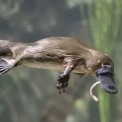 Un ornitorrinco nada con su pico de pato y cola de castor. ¡Un animal lleno de curiosidades del ornitorrinco!