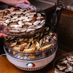 Suszarka do grzybów z porcjami borowików. Zastanawiasz się, ile prądu zużywa suszarka do grzybów? To urządzenie jest energooszczędne.