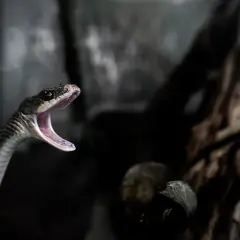 Serpiente con la boca abierta, como si soñar con serpientes que no te hacen nada fuera posible.
