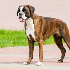 Ein stolzer deutscher Boxer mit gestreiftem Fell und weißer Brust steht auf einem gepflasterten Weg.