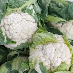 Frische Blumenkohlköpfe mit grünen Blättern. Blumenkohl ist gesund und vielseitig.
