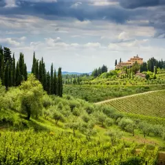 Colline verdi della **chianti zona** con vigneti, ulivi e un casale in cima.