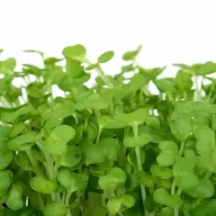 Germogli verdi e freschi di crescione insalata, pronti per arricchire ogni piatto con un tocco di sapore e salute.