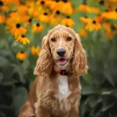Jaki pies do mieszkania w bloku - idealne rasy dla ciebie i sąsiadów