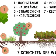 Illustration zeigt, wie man einen Waldgarten anlegt: Hochstämme, Bäume, Sträucher, Kräuter, Bodendecker, Wurzeln und Kletterpflanzen.