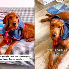 Rudy pies w szacie Hogwartu i krawacie Gryffindoru, jak pies Hagrida, gotowy na lekcje magii.