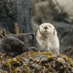 Ein Otter sitzt auf Seetang. Gibt es Otter in Deutschland? Ja, Fischotter leben in Deutschland.