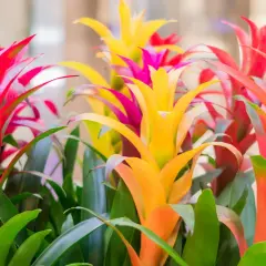 Kolorowy bukiet kwiatów bromelia w odcieniach czerwieni, żółci i pomarańczy, z zielonymi liśćmi.