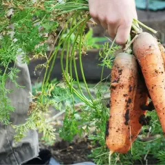 Ręka trzyma świeżo wykopane marchewki. Zwalczanie połyśnicy marchwianki jest kluczowe dla zdrowych korzeni.