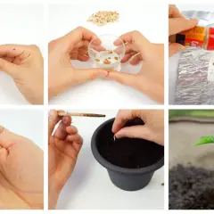 Passaggi per la germinazione dei semi: taglio, ammollo, trattamento, germogli in mano, semina in vaso e giovane piantina.