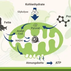 Schema zeigt, wie Fette, Kohlenhydrate und Proteine in Pyruvat umgewandelt werden, das dann über die Atmungskette zu ATP, der Energie der Zelle, führt.