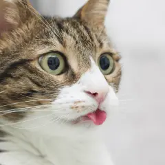Un chat tigré aux grands yeux verts tire la langue, un air espiègle. On se demande pourquoi mon chat tire la langue, peut-être pour faire une grimace amusante !