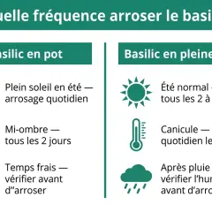 Guide pour l'arrosage du basilic en pot ou en pleine terre selon le soleil, la chaleur et la pluie.