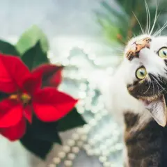 Gato curioso cerca de una flor de pascua tóxica para gatos.
