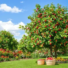 Un pommier chargé de fruits rouges. Combien de temps pour avoir des fruits ? Ce pommier semble prêt à être récolté.