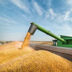 Récolte de maïs en été : une moissonneuse déverse des grains dorés dans une remorque sous un ciel bleu.