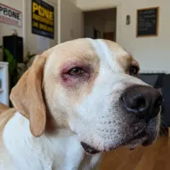 Chien avec œdème de Quincke à l'œil. Recherche de traitement naturel pour soulager son inconfort.