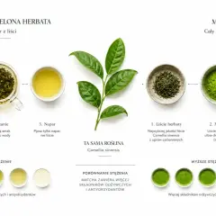 Porównanie tradycyjnej zielonej herbaty i matchy. Czy matcha jest zdrowa? Tak, zawiera więcej składników odżywczych i antyoksydantów.