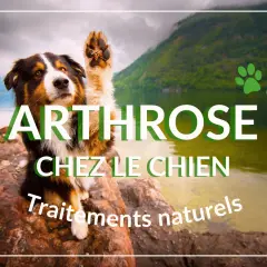 Chien avec patte levée, texte "Arthrose chez le chien, traitements naturels". Un remède grand-mère pour l'arthrose du chien ?