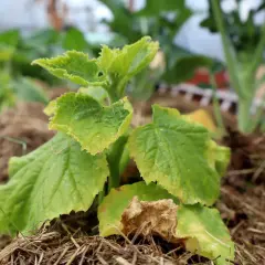 En ung gurkplanta med ljusgröna blad, redo att plantera ut.